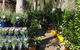 Alice Springs Nursery - thumb 4