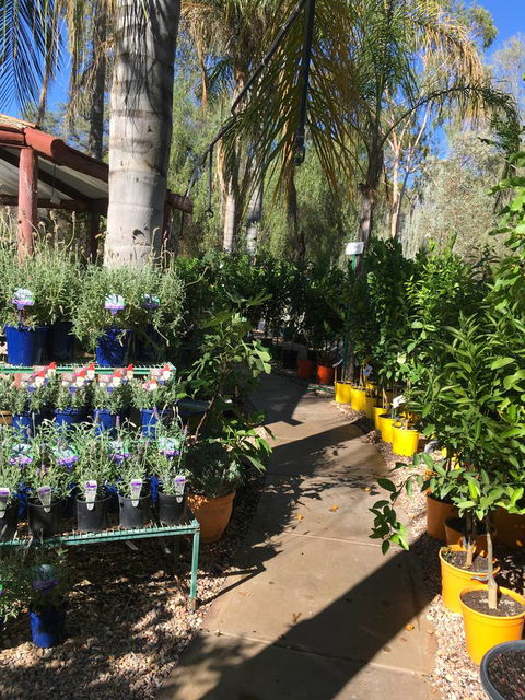 Alice Springs Nursery - LBG 4