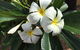 Calligan’s Nursery & Garden Centre - thumb 3