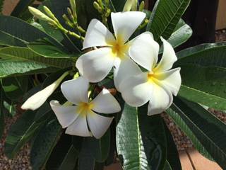 Calligan’s Nursery & Garden Centre - LBG 3