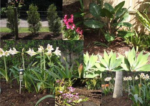 Teven Valley Tea Tree Mulch - LBG 3