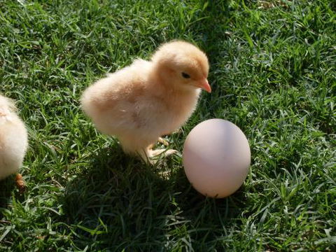 Farmyard Feeds Mackay - LBG 1