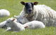 Farmyard Feeds Mackay - thumb 2
