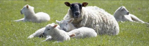 Farmyard Feeds Mackay - LBG 2