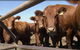 Farmyard Feeds Mackay - thumb 4
