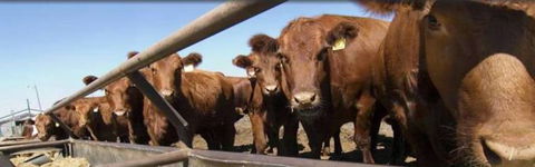 Farmyard Feeds Mackay - LBG 4