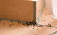 Nu-Style Carpets & Pest Control - thumb 0