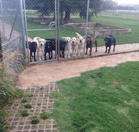 Kiweli Kennels  Kattery - LBG