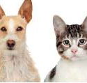 Hillcrest Boarding Kennels  Cattery - LBG