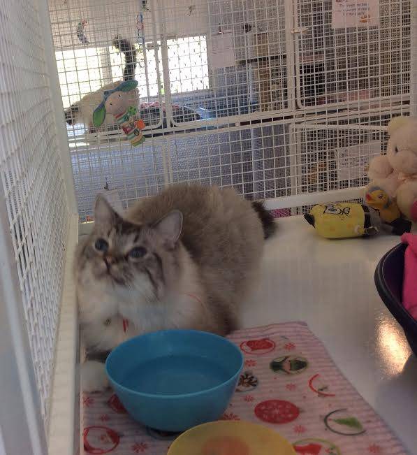 Dog Clubs Yeppoon QLD LBG