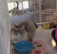Yeppoon Boarding Kennels  Cattery - LBG