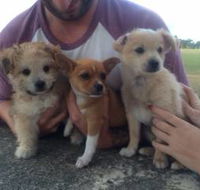 All Paws Pet Motel - LBG