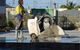 Aristocut (Townsville) Pty Ltd - thumb 6