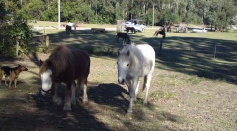 AAA Horse Riding & More - LBG 2