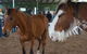 Equine Alliance - thumb 0