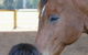 Equine Alliance - thumb 2