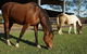 Equine Alliance - thumb 3