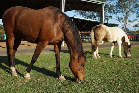 Equine Alliance - LBG 3