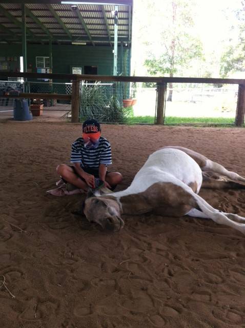Equine Alliance - LBG 4
