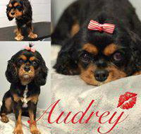 Love is in the Hair Dog Grooming - LBG