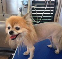 All Dogs Grooming - LBG