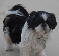 Absolutely Gorgeous Dog Grooming Salon - LBG