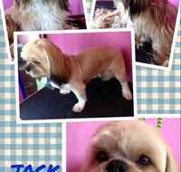 Pawkids - LBG