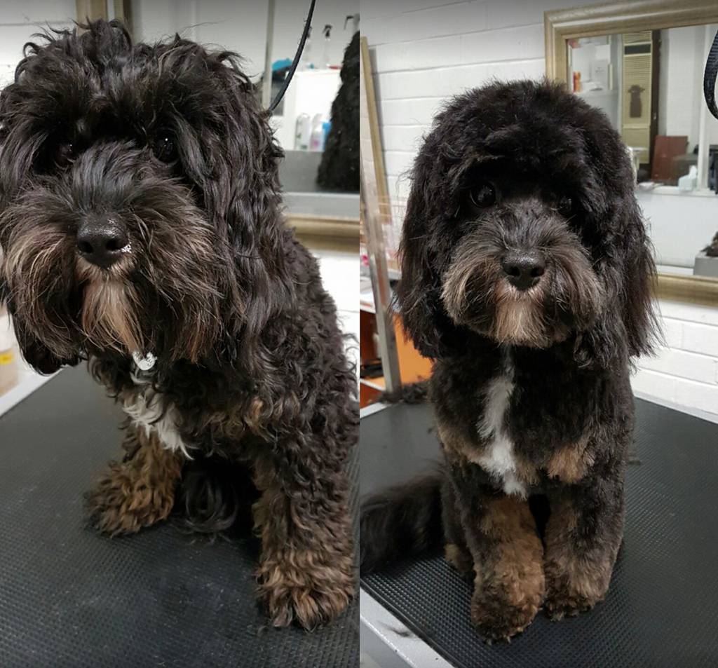 Dog Breeders LBG