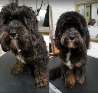 DGA Grooming Studio - LBG