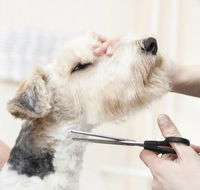Nabiac Pet Grooming - LBG