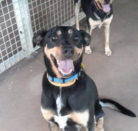 Bees Creek Boarding Kennels - LBG