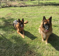 Bayview Canine Lodge - LBG