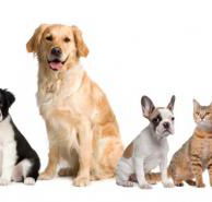 Auramist Lodge Dog Boarding  Cattery - LBG