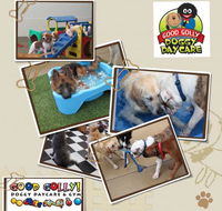 Good Golly K9 Academy - LBG