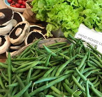 Get Fresh  Cotton Tree - LBG