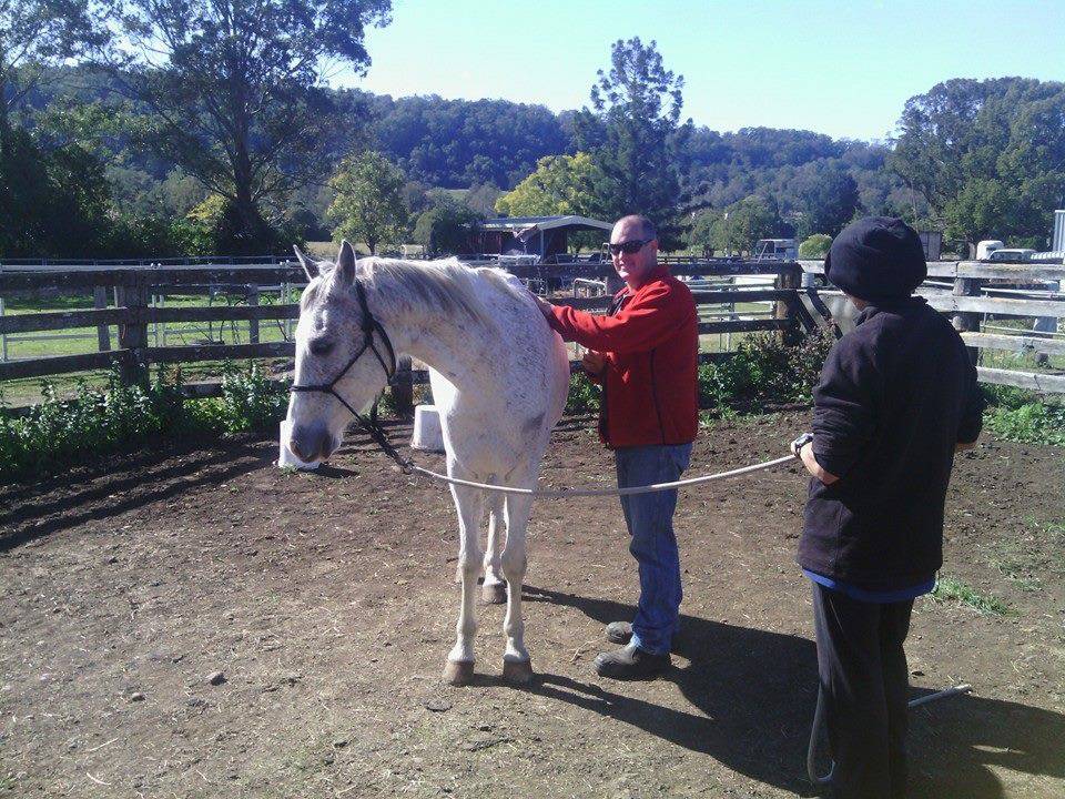 Horse Transporting Lismore NSW LBG
