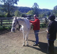Ben Walder Horse Acupuncture  Iridology - LBG