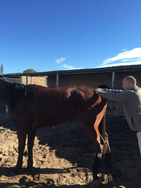 Ben Walder Horse Acupuncture & Iridology - LBG 1