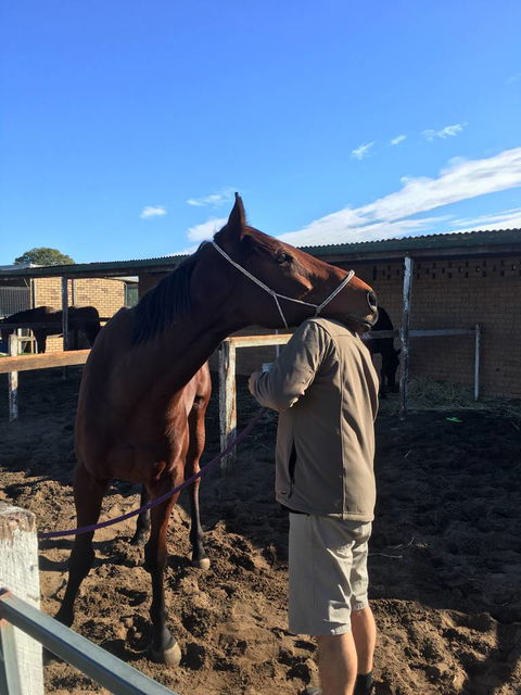 Ben Walder Horse Acupuncture & Iridology - LBG 2