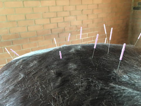 Ben Walder Horse Acupuncture & Iridology - LBG 3