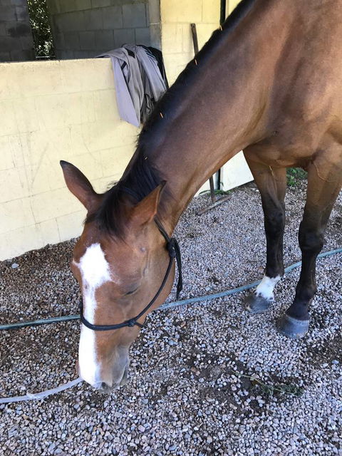 Ben Walder Horse Acupuncture & Iridology - LBG 4