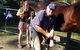 Brian S Grant Horse Dentistry & Farrier Service - thumb 4