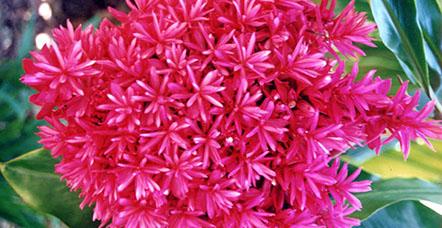 Nurseries Supplies LBG