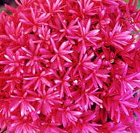 Arnhem Nursery - LBG