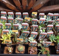 Jigsaw Garden Centre - LBG