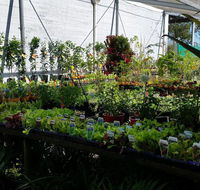 Lismore Garden Centre - LBG