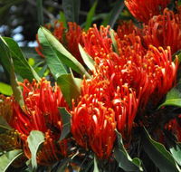 Summerland Garden Centre - LBG