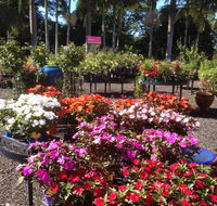 Plants Plus Natures Decor Alstonville - LBG