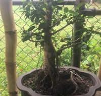 Bonsai Bliss - LBG