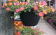 Doonan Valley Garden Centre - thumb 0